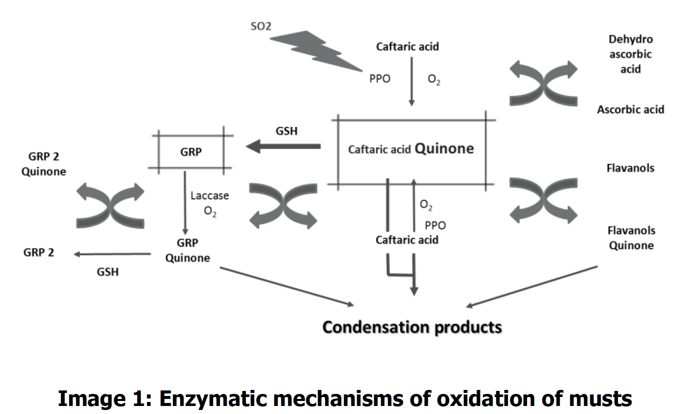 Enzymatic mechanisms of oxidation of musts